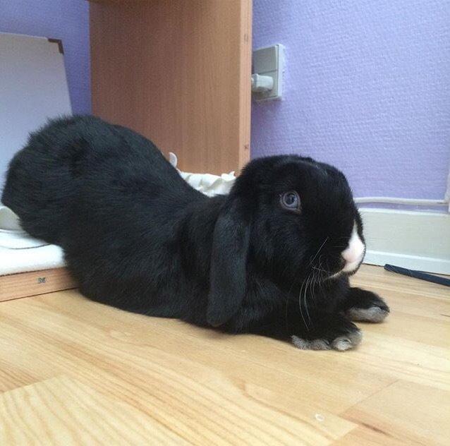 Kanin Ministald's Black Amira billede 6