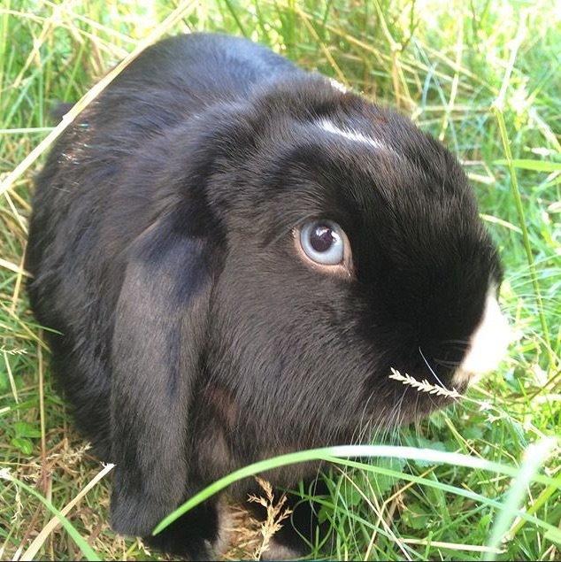 Kanin Ministald's Black Amira billede 8