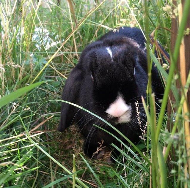 Kanin Ministald's Black Amira billede 9