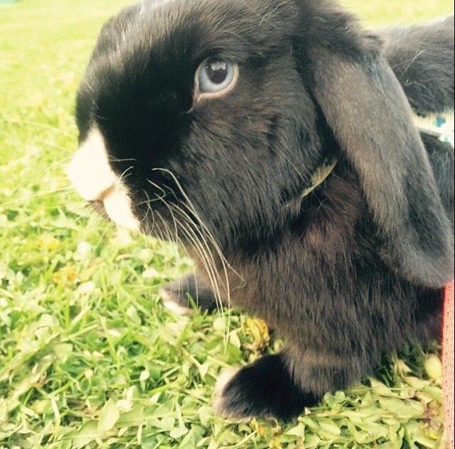 Kanin Ministald's Black Amira billede 11