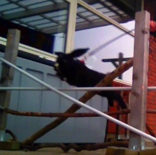 Kanin Ministald's Black Amira - Jeg ved det er et dårligt billede, men det er det eneste billede jeg har af hende springe billede 12