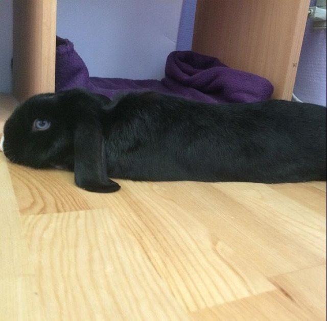 Kanin Ministald's Black Amira billede 10