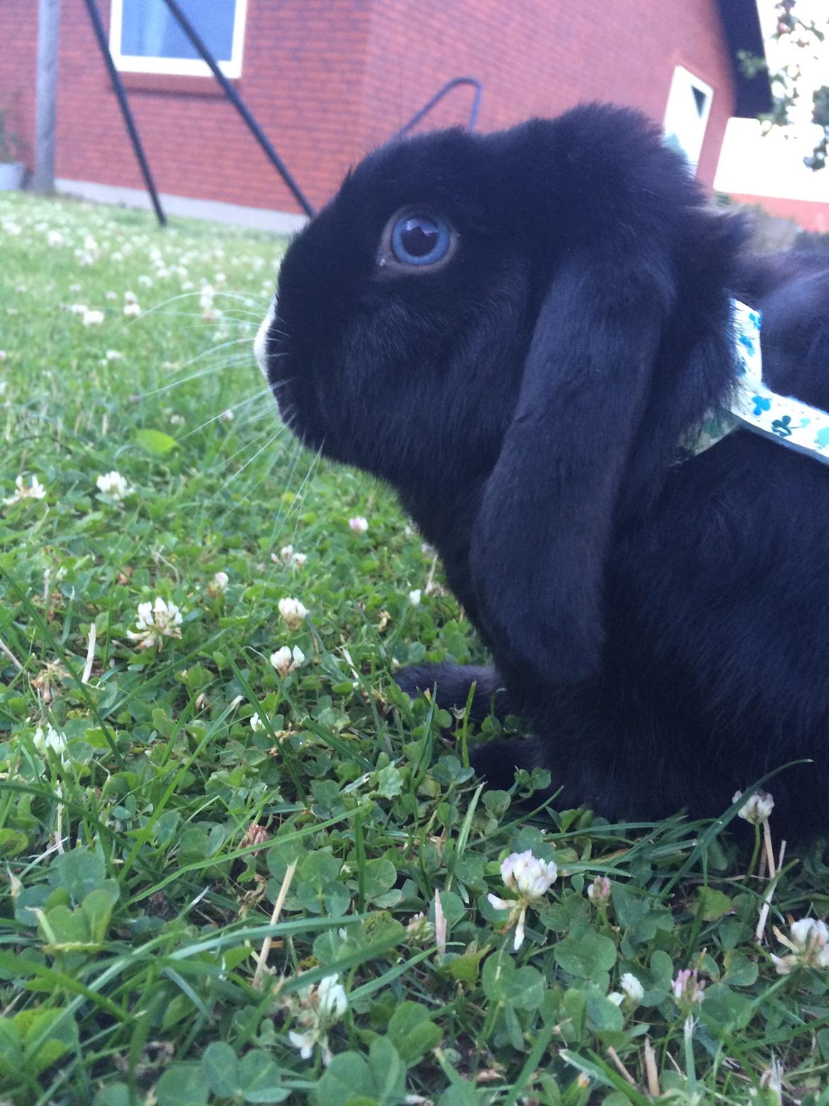 Kanin Ministald's Black Amira billede 13