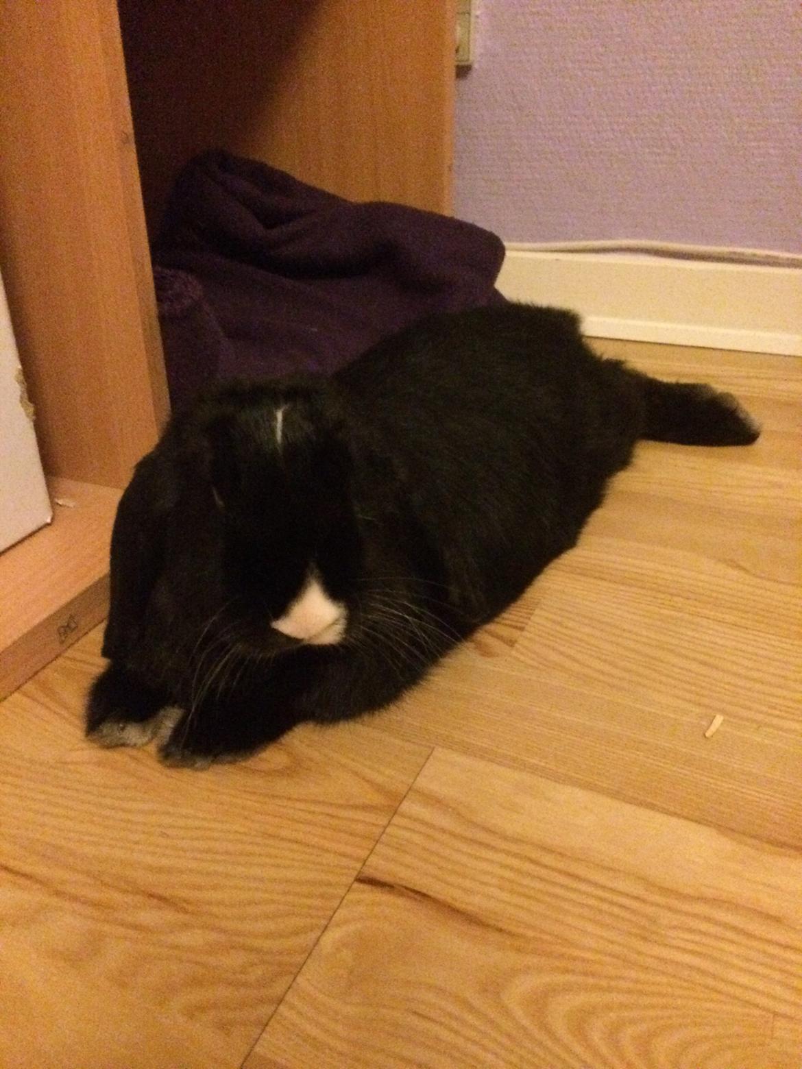 Kanin Ministald's Black Amira billede 14