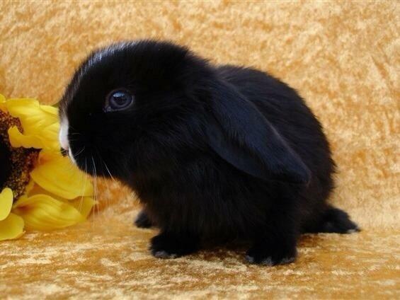 Kanin Ministald's Black Amira billede 16