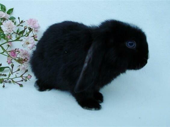 Kanin Ministald's Black Amira billede 17