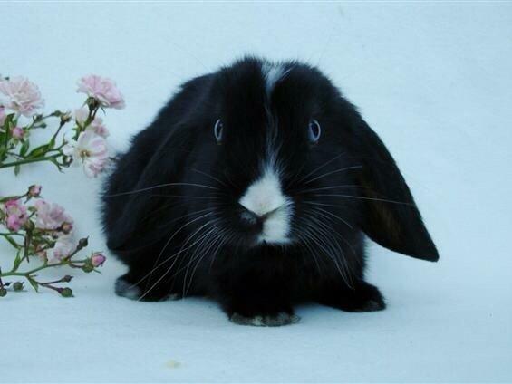 Kanin Ministald's Black Amira billede 18