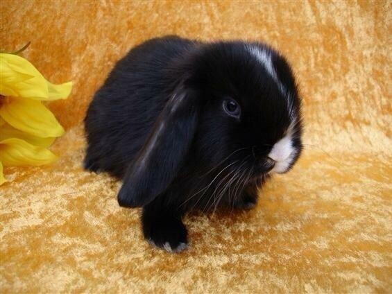 Kanin Ministald's Black Amira billede 19