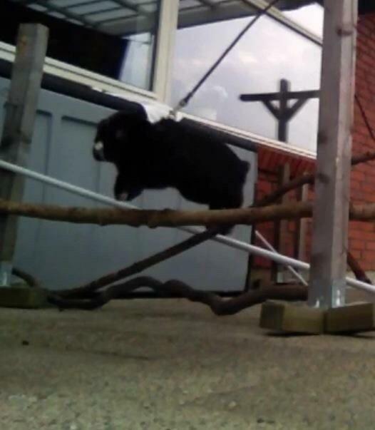 Kanin Ministald's Black Amira billede 20