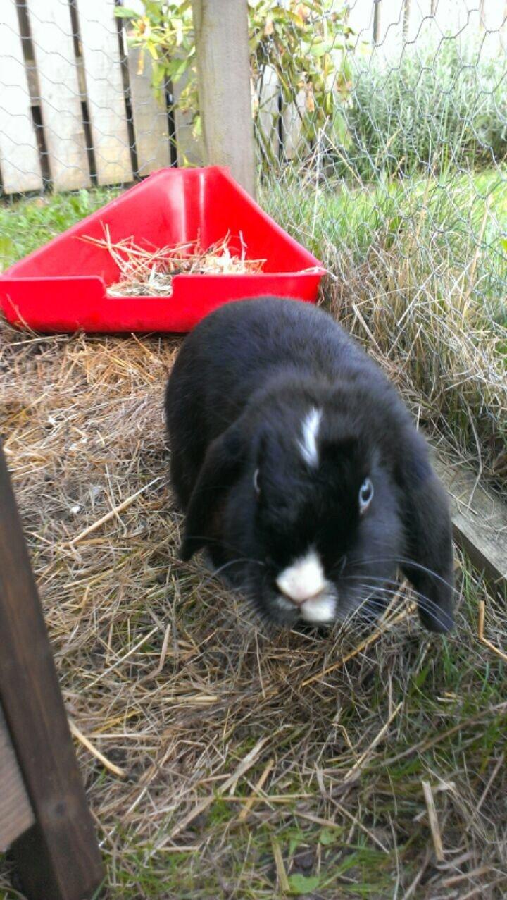 Kanin Ministald's Black Amira billede 21