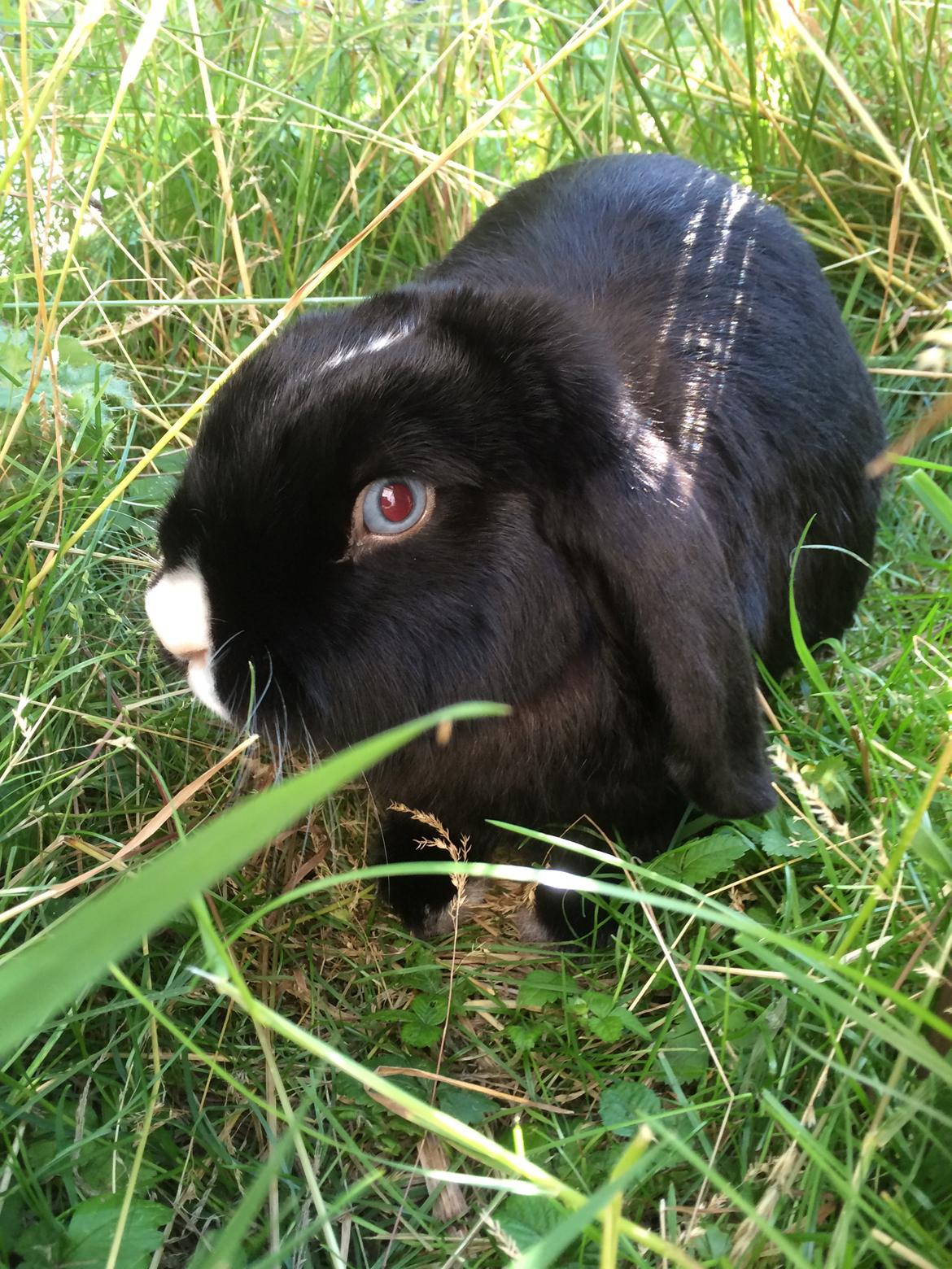 Kanin Ministald's Black Amira billede 15