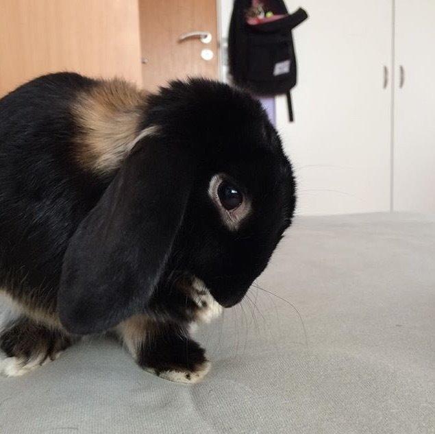 Kanin Ministald's Pjuske billede 2