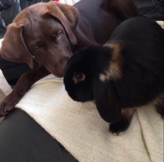 Kanin Ministald's Pjuske billede 3