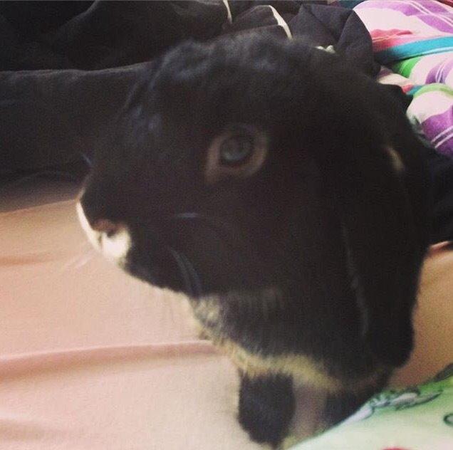 Kanin Ministald's Pjuske billede 4