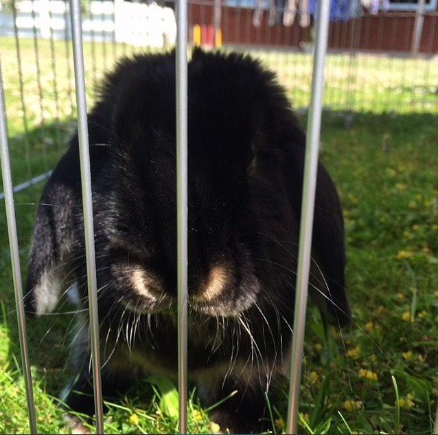 Kanin Ministald's Pjuske billede 5