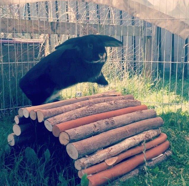 Kanin Ministald's Pjuske billede 6