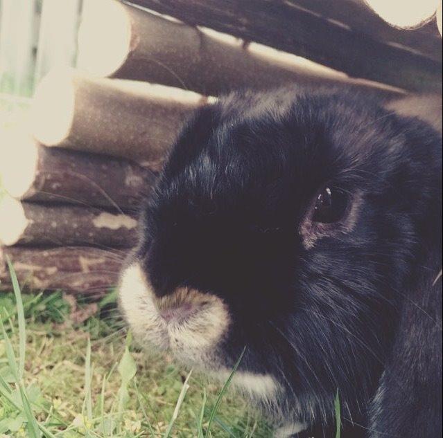 Kanin Ministald's Pjuske billede 7