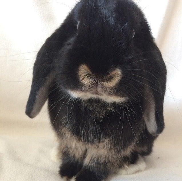 Kanin Ministald's Pjuske billede 9