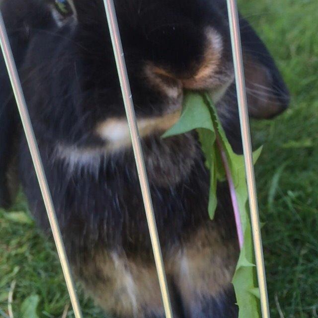 Kanin Ministald's Pjuske billede 10