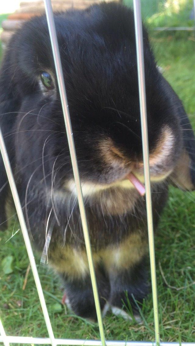 Kanin Ministald's Pjuske billede 12