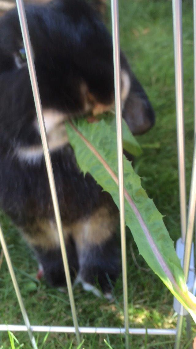 Kanin Ministald's Pjuske billede 13