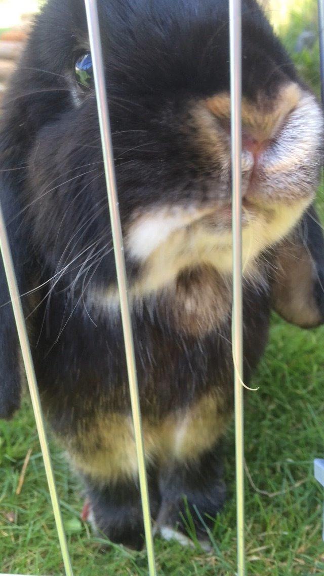 Kanin Ministald's Pjuske billede 14