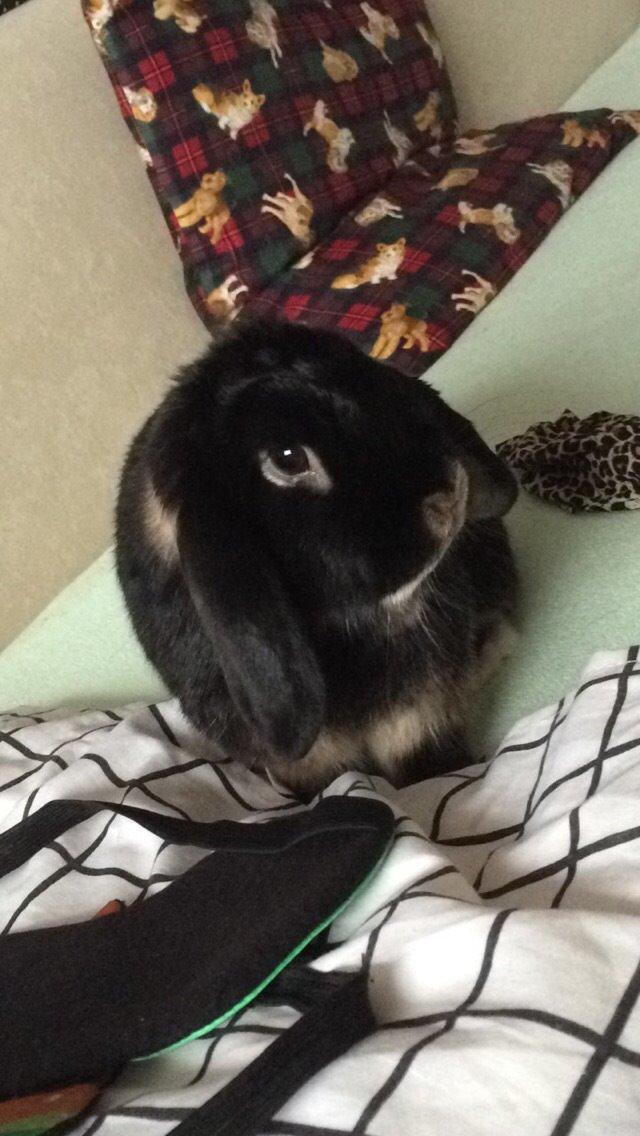 Kanin Ministald's Pjuske billede 15