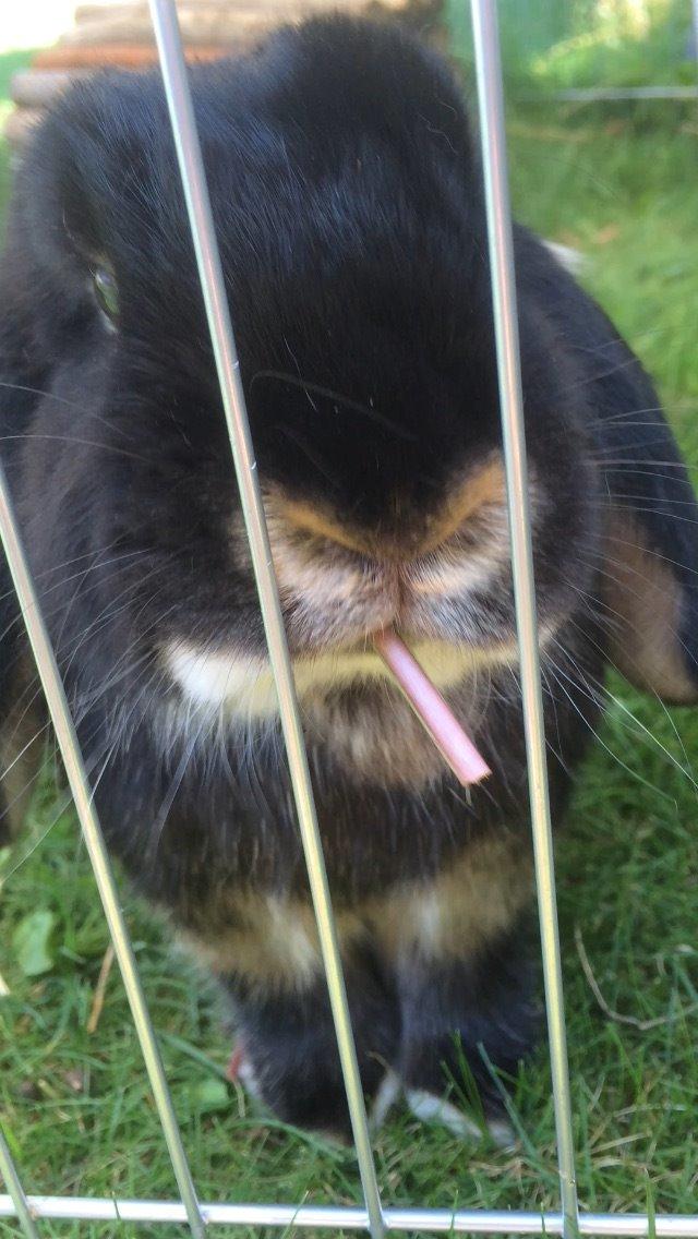 Kanin Ministald's Pjuske billede 11