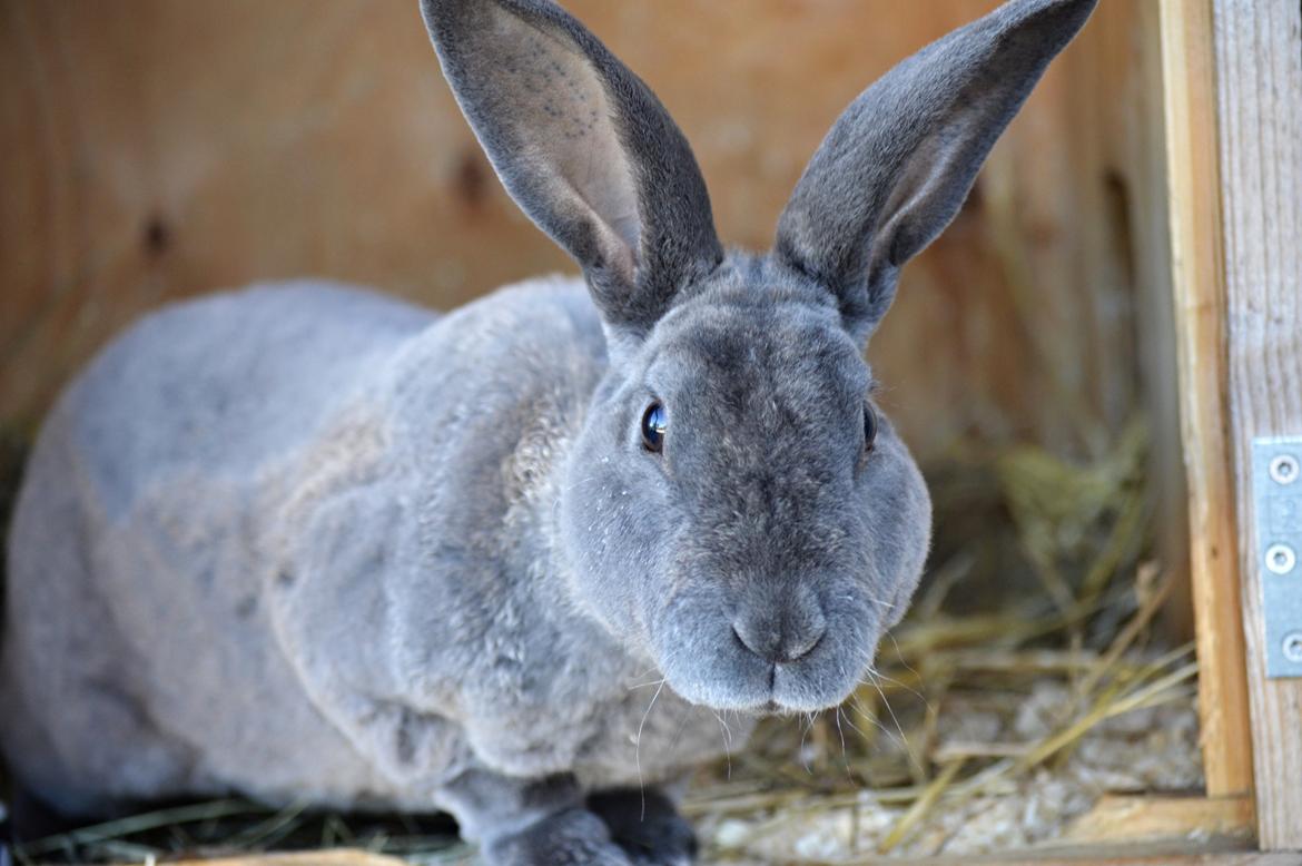 Kanin Kilarto *blå rex* 93,5p billede 7