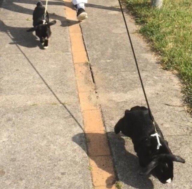 Kanin Ministald's Pjuske billede 16