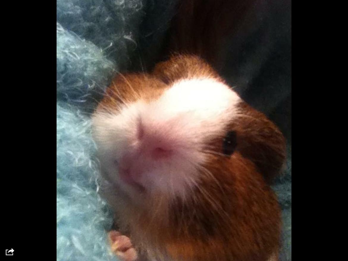 Marsvin Mirando  billede 1