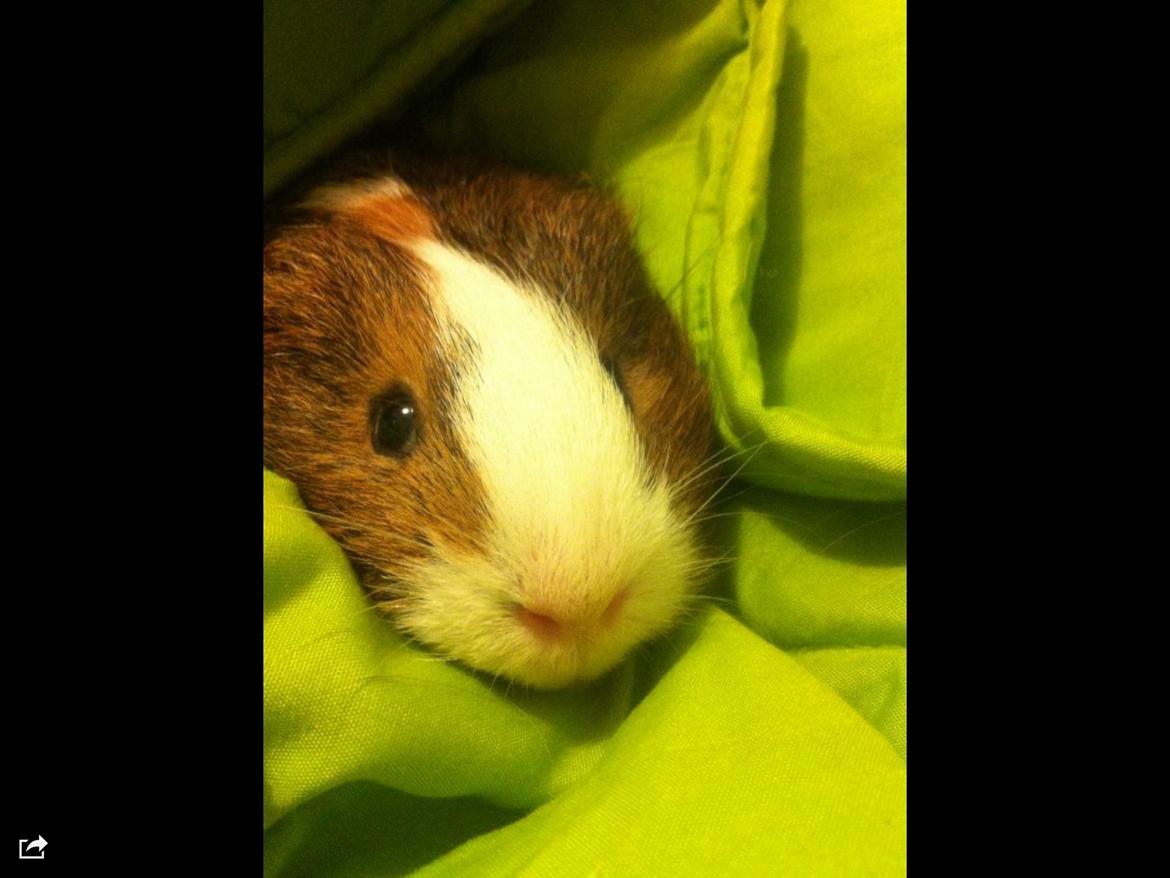 Marsvin Mirando  billede 2