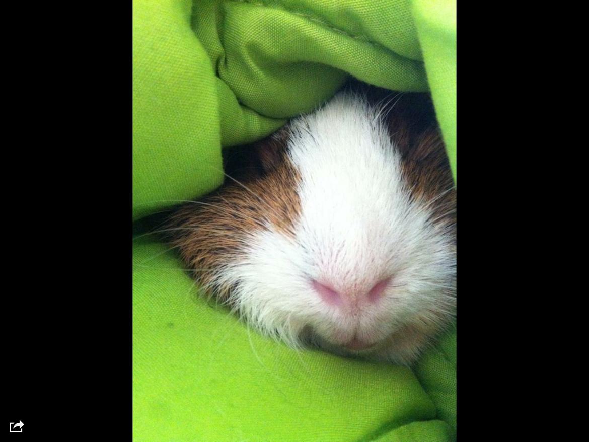 Marsvin Mirando  billede 6