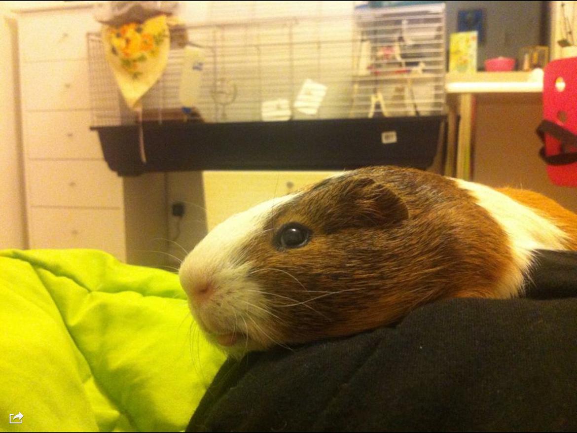 Marsvin Mirando  billede 7