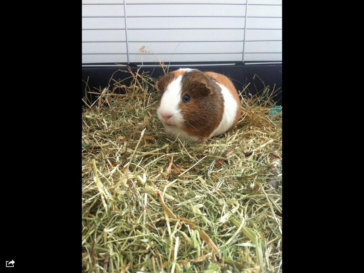 Marsvin Mirando  billede 5