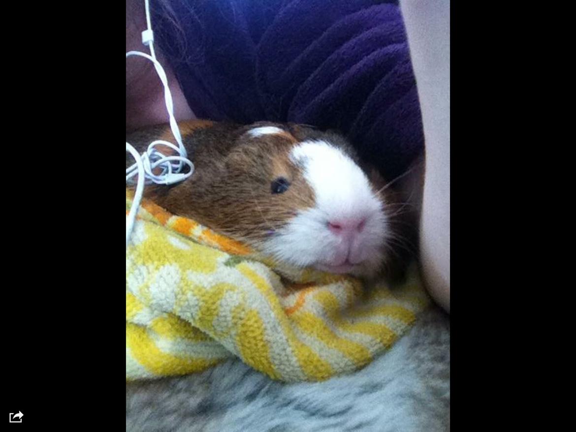 Marsvin Mirando  billede 8