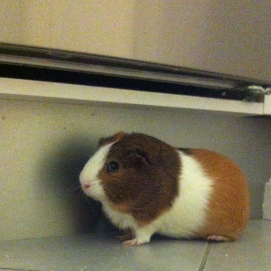 Marsvin Mirando  billede 3