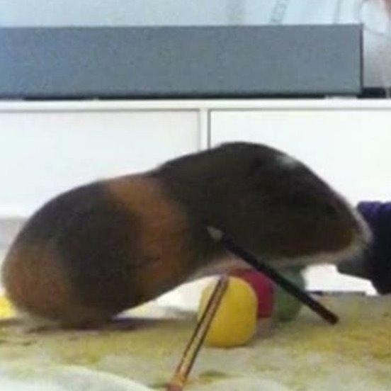 Marsvin Mirando  billede 9