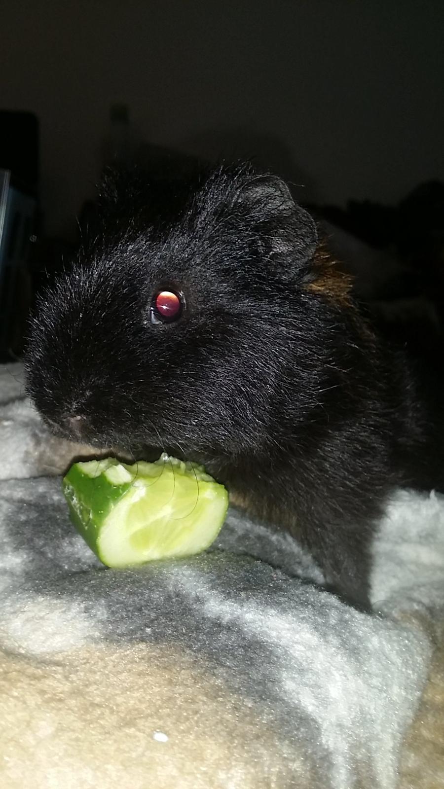 Marsvin Ole - Frits,  vores lille charmetrold ♡ billede 13