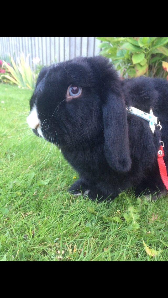 Kanin Ministald's Black Amira billede 22