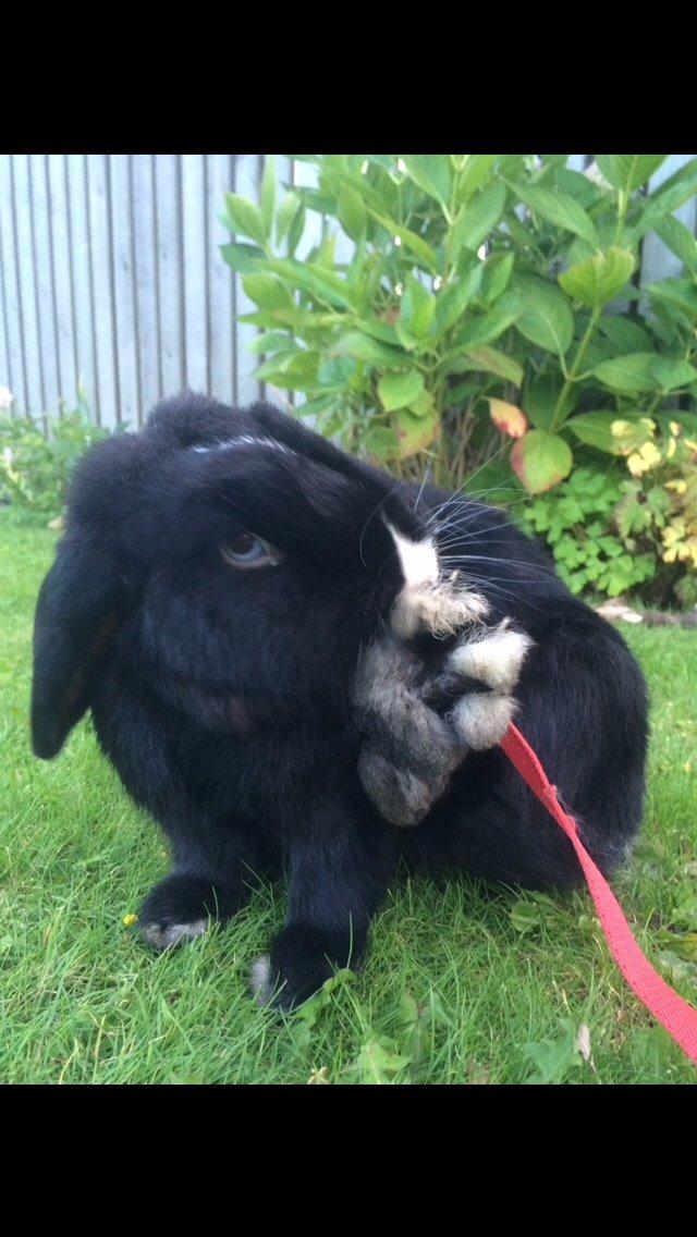 Kanin Ministald's Black Amira billede 23