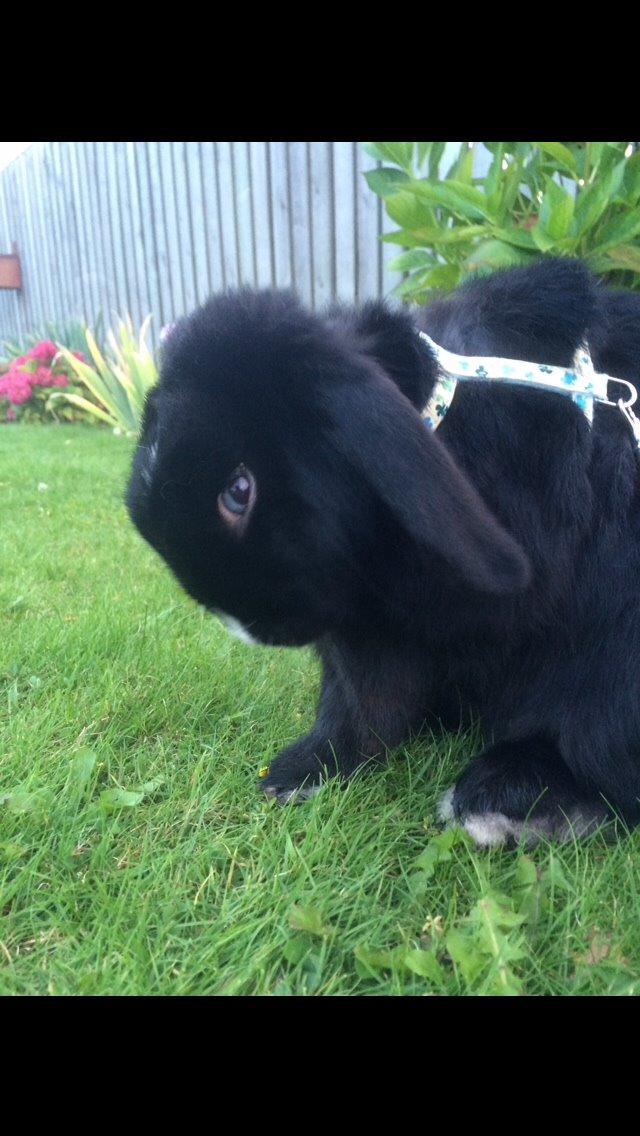 Kanin Ministald's Black Amira billede 24