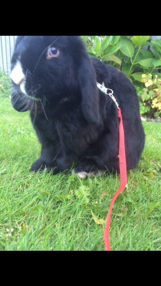 Kanin Ministald's Black Amira billede 25