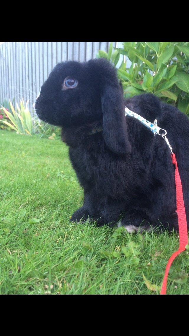 Kanin Ministald's Black Amira billede 26