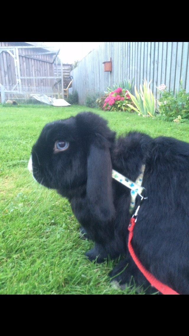 Kanin Ministald's Black Amira billede 27