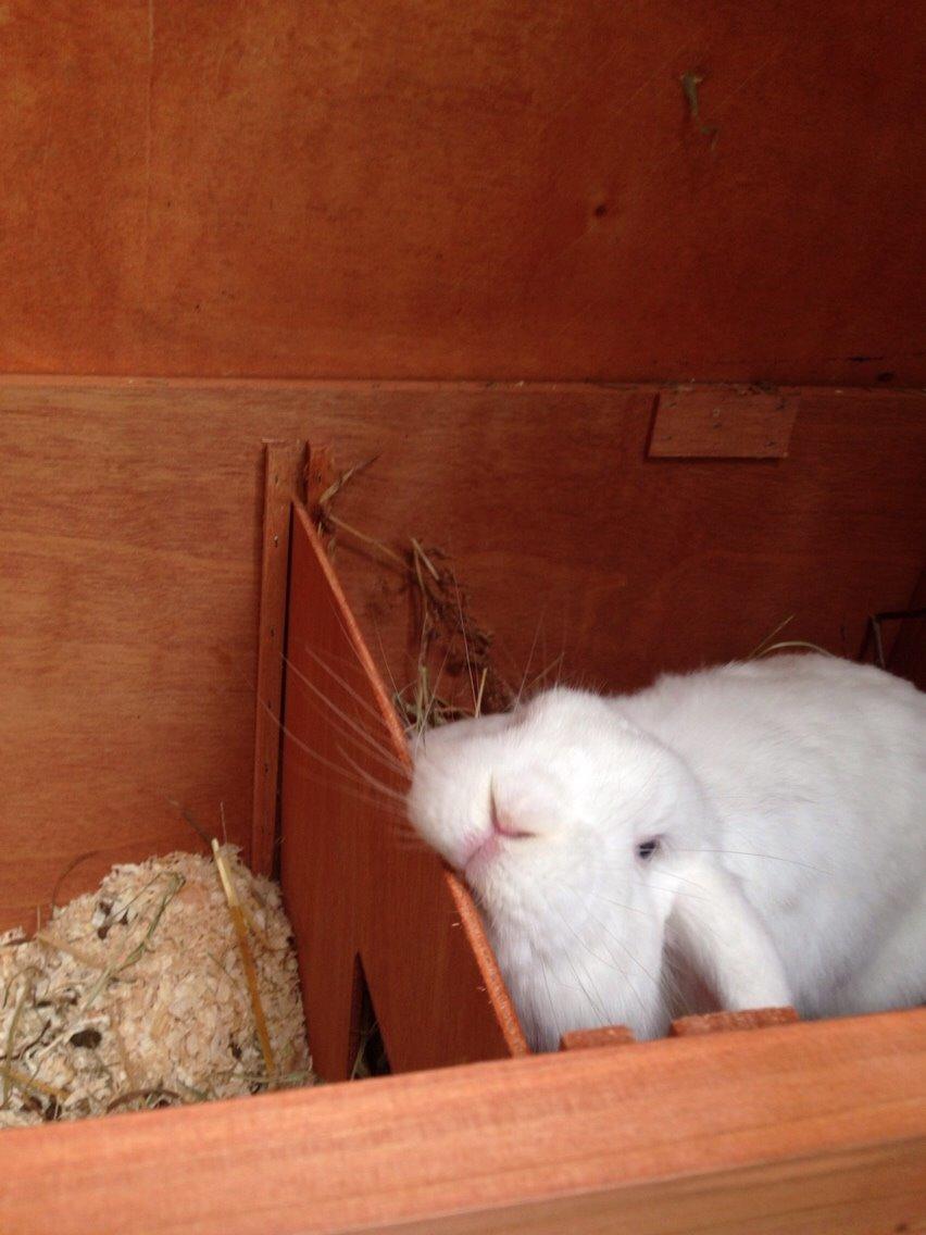 Kanin Casanova billede 1