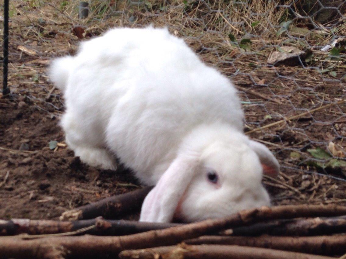 Kanin Casanova billede 3