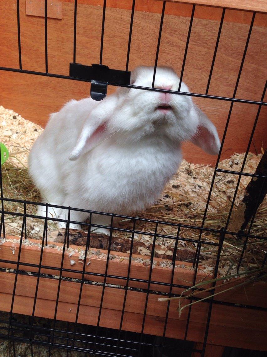 Kanin Casanova billede 4