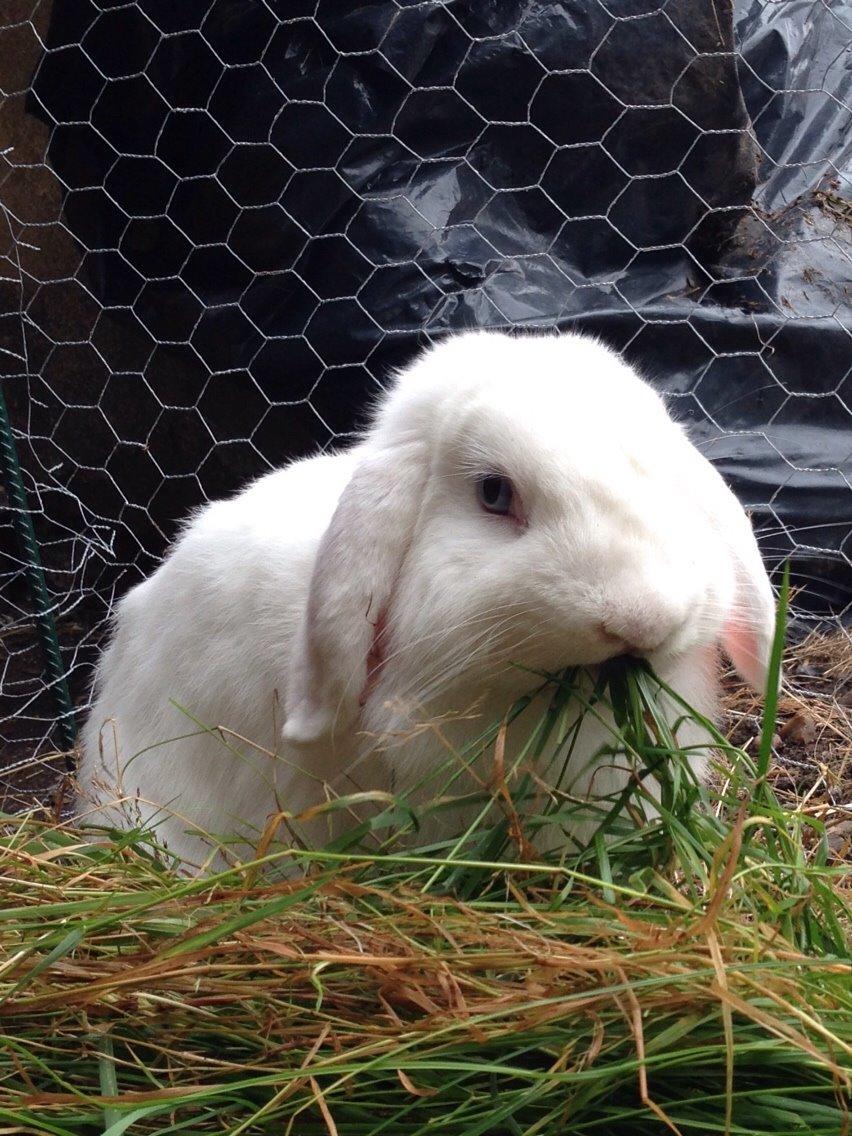 Kanin Casanova billede 2