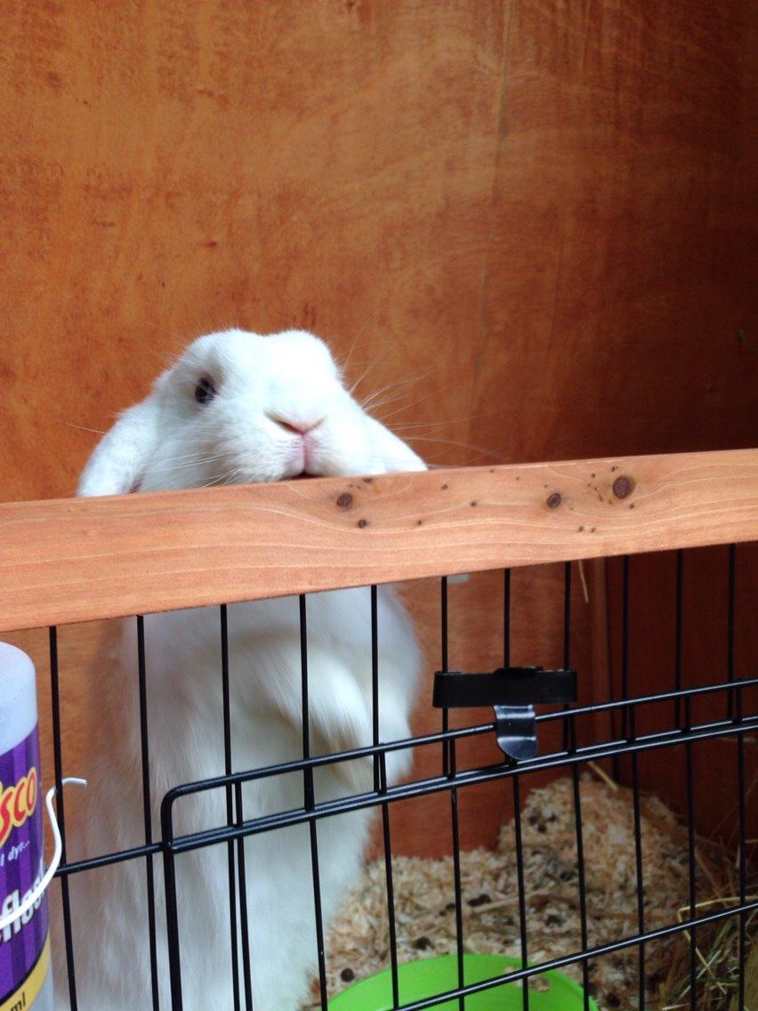 Kanin Casanova billede 5